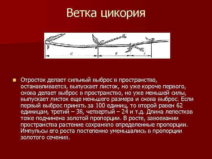 Ветка цикория n Отросток делает сильный выброс в пространство, останавливается, выпускает листок, но уже