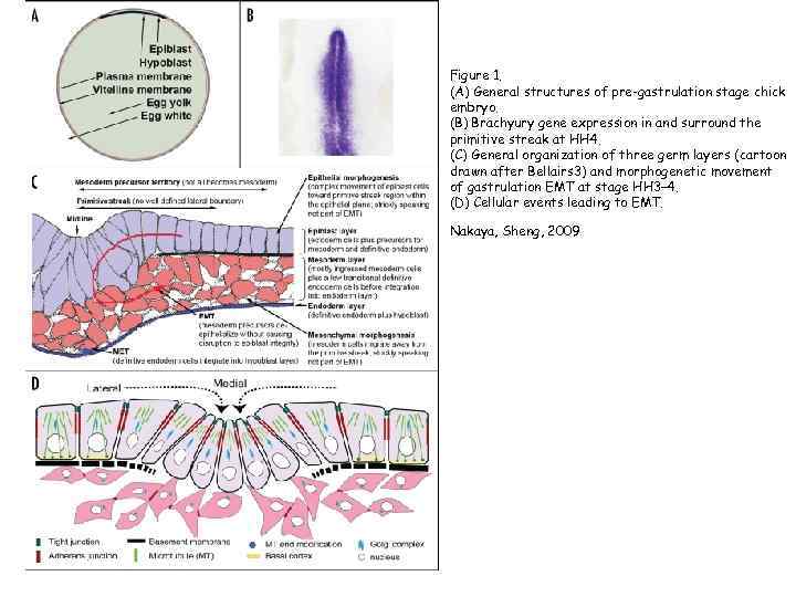 Figure 1. (A) General structures of pre-gastrulation stage chick embryo. (B) Brachyury gene expression