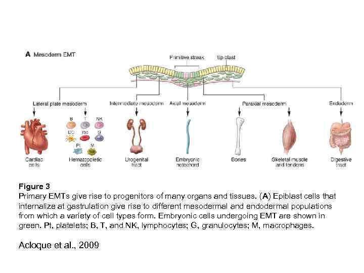 Figure 3 Primary EMTs give rise to progenitors of many organs and tissues. (A)