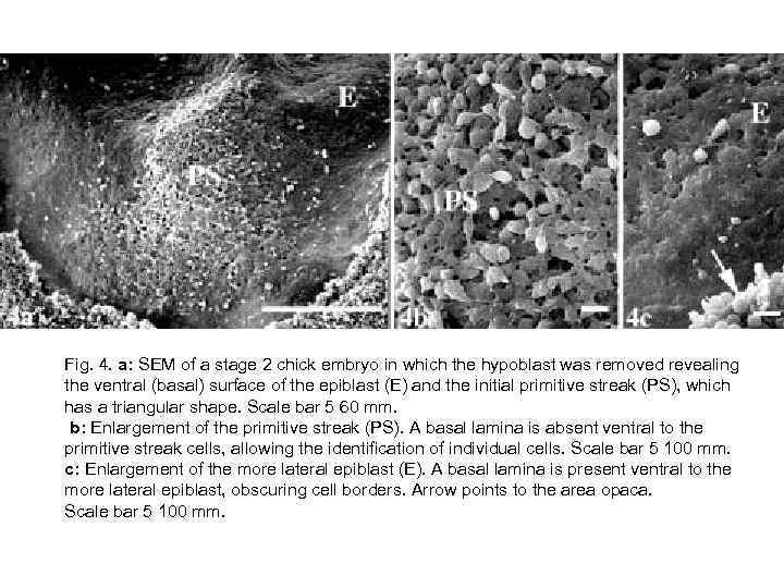 Fig. 4. a: SEM of a stage 2 chick embryo in which the hypoblast