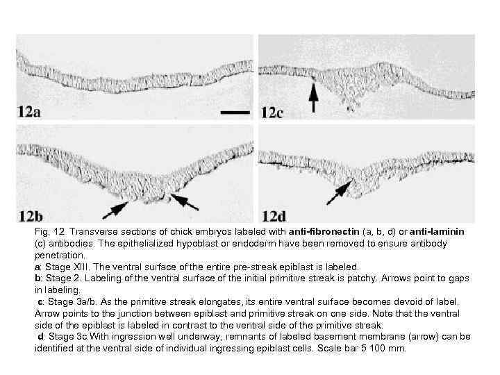 Fig. 12. Transverse sections of chick embryos labeled with anti-fibronectin (a, b, d) or