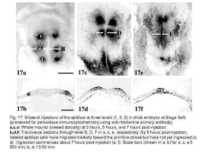 Fig. 17. Bilateral injections of the epiblast at three levels (1, 2, 3) in