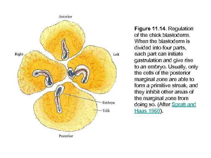 Figure 11. 14. Regulation of the chick blastoderm. When the blastoderm is divided into