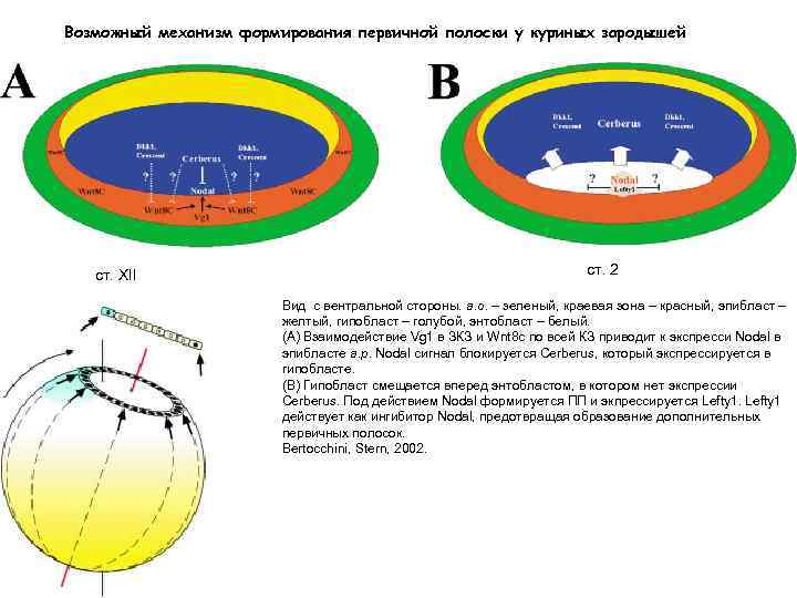 Возможный механизм формирования первичной полоски у куриных зародышей cт. XII ст. 2 Вид с