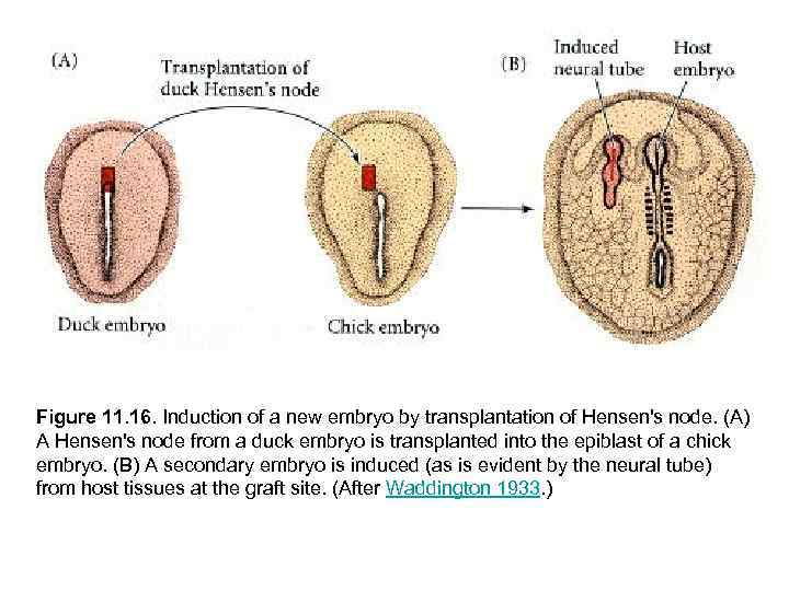 Figure 11. 16. Induction of a new embryo by transplantation of Hensen's node. (A)
