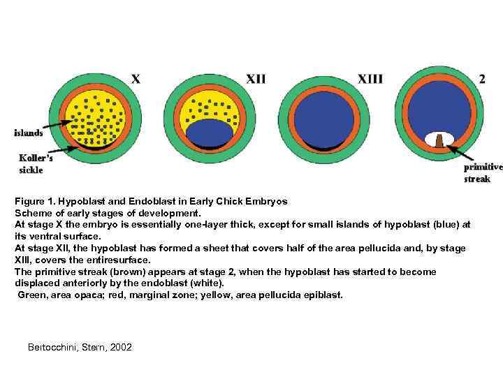 Figure 1. Hypoblast and Endoblast in Early Chick Embryos Scheme of early stages of