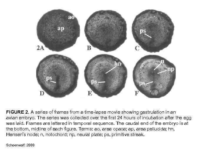 FIGURE 2. A series of frames from a time-lapse movie showing gastrulation in an