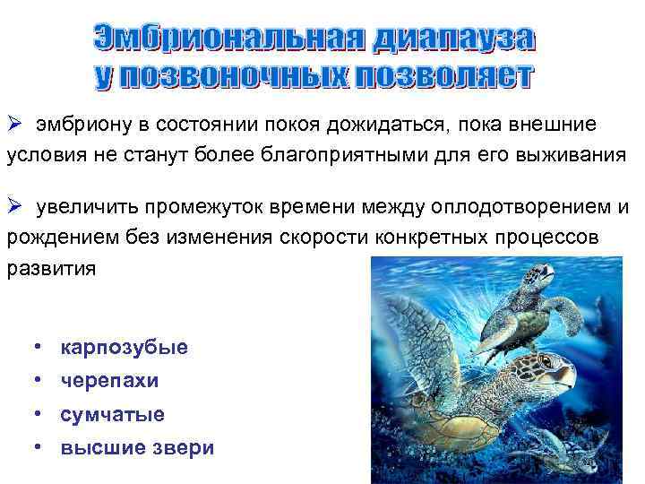 Ø эмбриону в состоянии покоя дожидаться, пока внешние условия не станут более благоприятными для