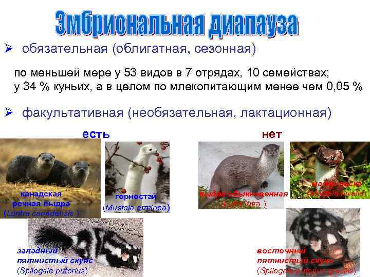 Ø обязательная (облигатная, сезонная) по меньшей мере у 53 видов в 7 отрядах, 10
