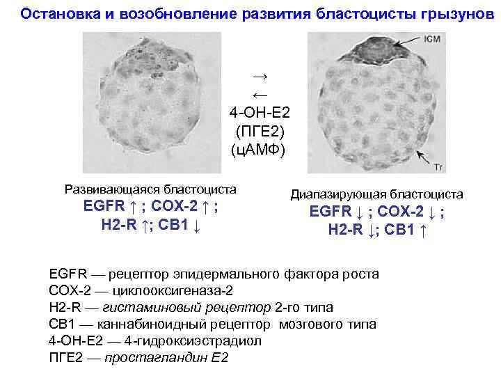 Остановка и возобновление развития бластоцисты грызунов → ← 4 -OH-E 2 (ПГE 2) (ц.