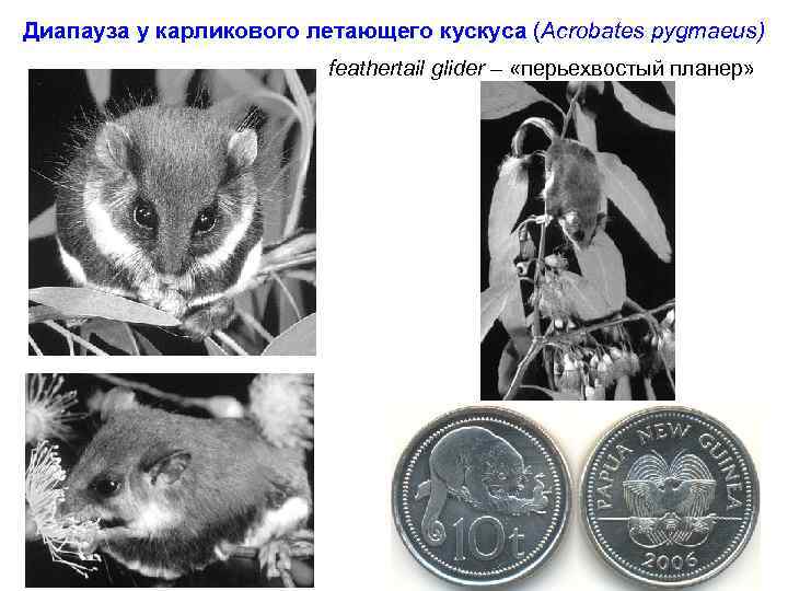 Диапауза у карликового летающего кускуса (Acrobates pygmaeus) feathertail glider – «перьехвостый планер» 