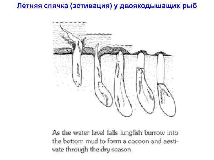 Летняя спячка (эстивация) у двоякодышащих рыб 