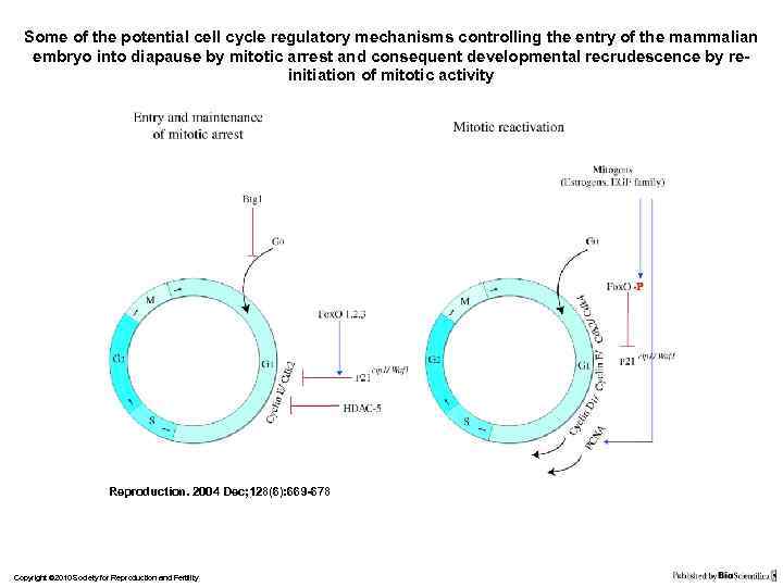Some of the potential cell cycle regulatory mechanisms controlling the entry of the mammalian