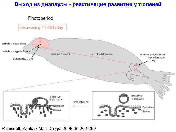Выход из диапаузы - реактивация развития у тюленей Ramsdell, Zabka / Mar. Drugs, 2008,