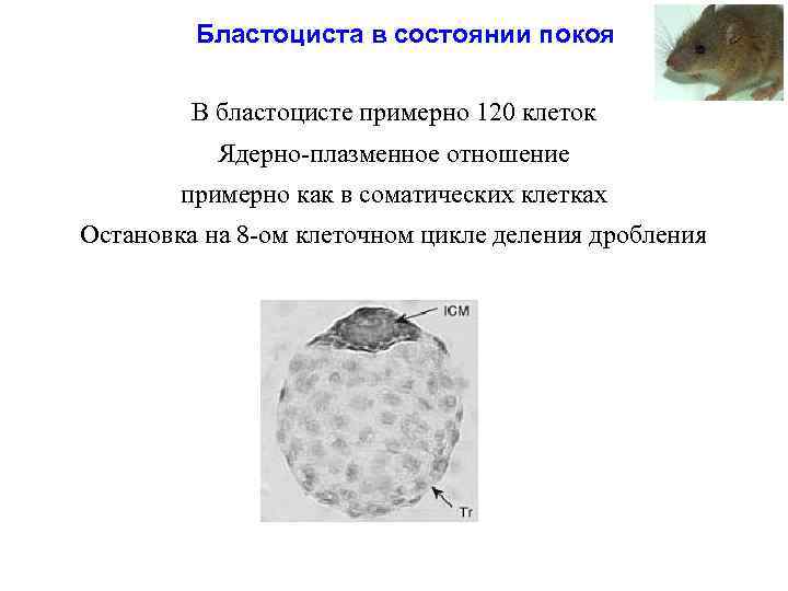 Бластоциста в состоянии покоя В бластоцисте примерно 120 клеток Ядерно-плазменное отношение примерно как в