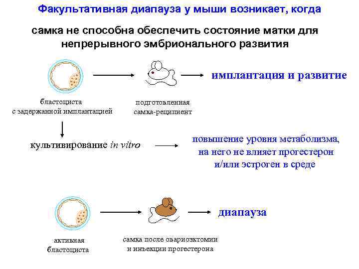 Факультативная диапауза у мыши возникает, когда самка не способна обеспечить состояние матки для непрерывного