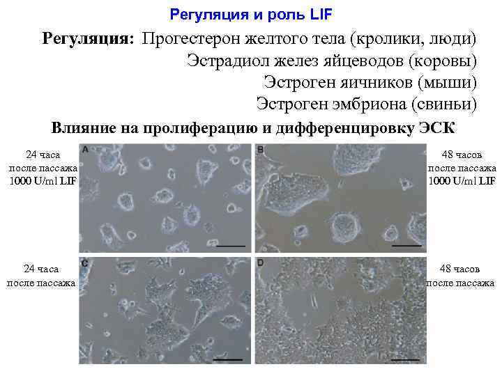 Регуляция и роль LIF Регуляция: Прогестерон желтого тела (кролики, люди) Эстрадиол желез яйцеводов (коровы)