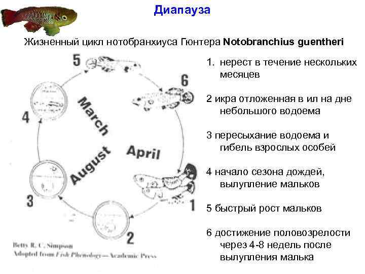 Диапауза Жизненный цикл нотобранхиуса Гюнтера Notobranchius guentheri 1. нерест в течение нескольких месяцев 2