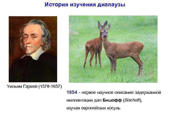 История изучения диапаузы Уильям Гарвей (1578 -1657) 1854 - первое научное описание задержанной имплантации