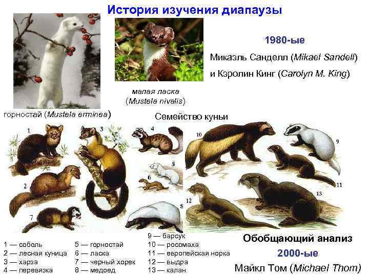  История изучения диапаузы 1980 -ые Микаэль Санделл (Mikael Sandell) и Кэролин Кинг (Carolyn