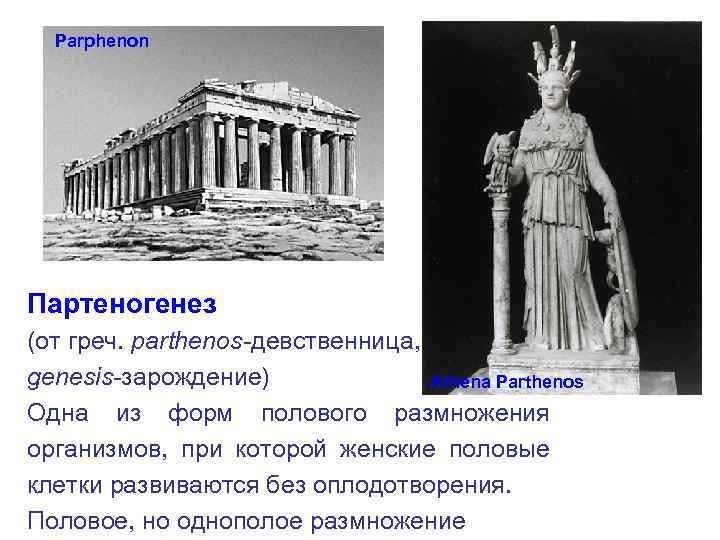 Parphenon Партеногенез (от греч. parthenos-девственница, genesis-зарождение) Athena Parthenos Одна из форм полового размножения организмов,