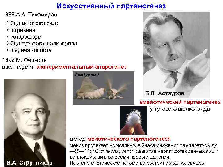 Искусственный партеногенез 1886 А. А. Тихомиров Яйца морского ежа: • стрихнин • хлороформ Яйца