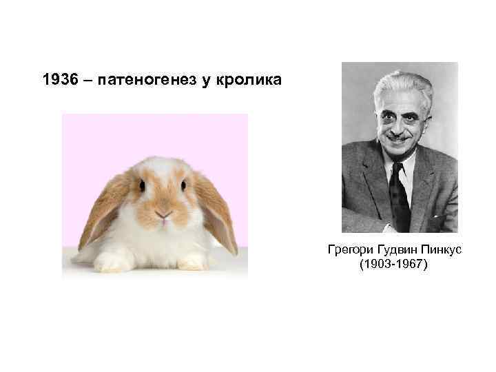 1936 – патеногенез у кролика Грегори Гудвин Пинкус (1903 -1967) 