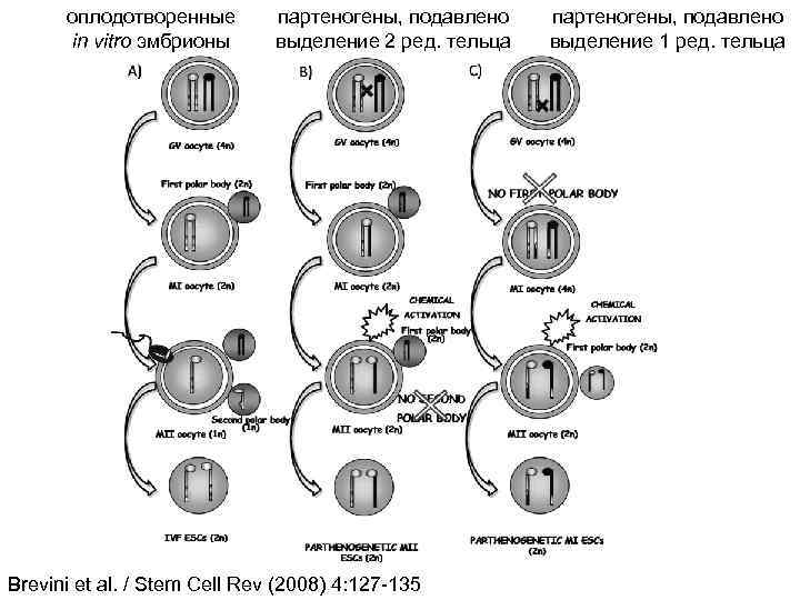 оплодотворенные in vitro эмбрионы партеногены, подавлено выделение 2 ред. тельца Brevini et al. /