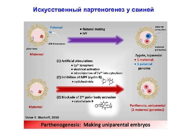 Искусственный партеногенез у свиней 