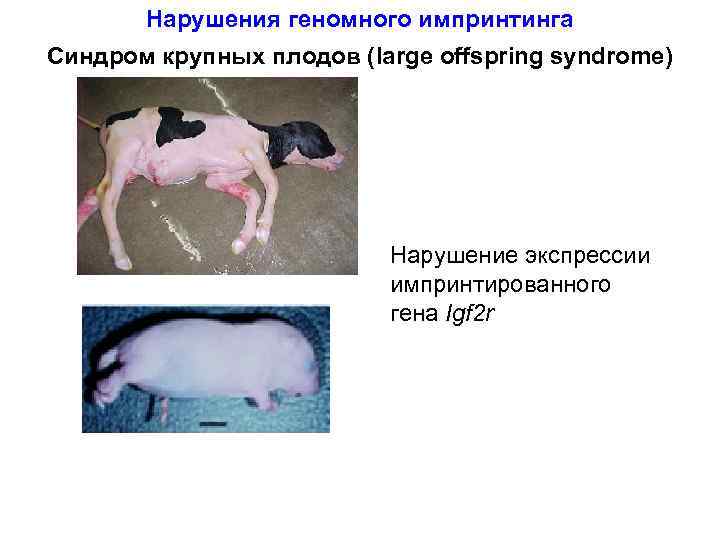 Нарушения геномного импринтинга Синдром крупных плодов (large offspring syndrome) Нарушение экспрессии импринтированного гена Igf