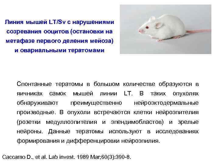 Линия мышей LT/Sv с нарушениями созревания ооцитов (остановки на метафазе первого деления мейоза) и