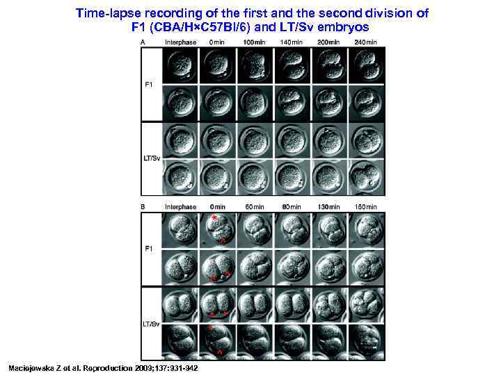  Time-lapse recording of the first and the second division of F 1 (CBA/H×C
