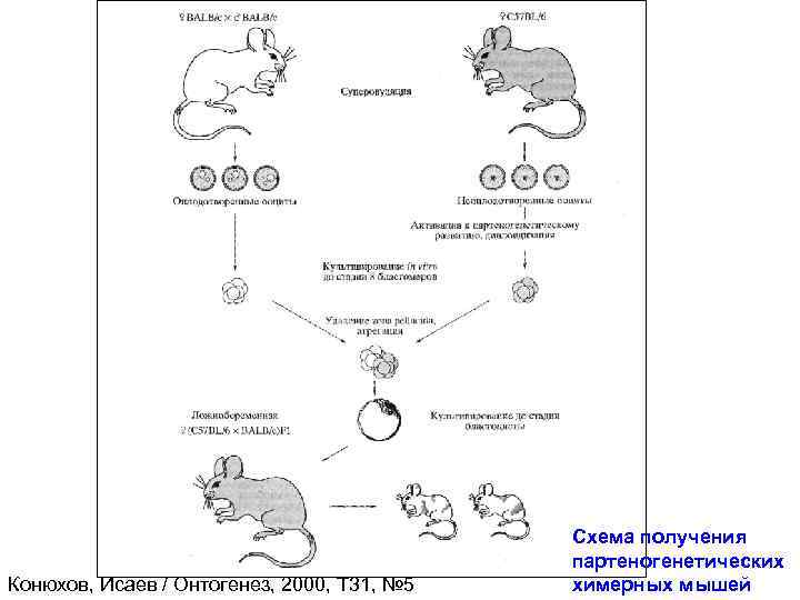 Конюхов, Исаев / Онтогенез, 2000, Т 31, № 5 Схема получения партеногенетических химерных мышей