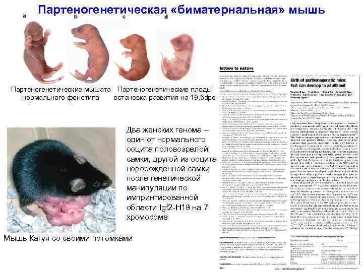 Партеногенетическая «биматернальная» мышь Партеногенетические мышата Партеногенетические плоды нормального фенотипа остановка развития на 19, 5