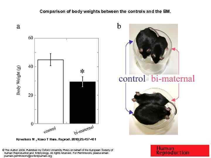 Comparison of body weights between the controls and the BM. Kawahara M , Kono