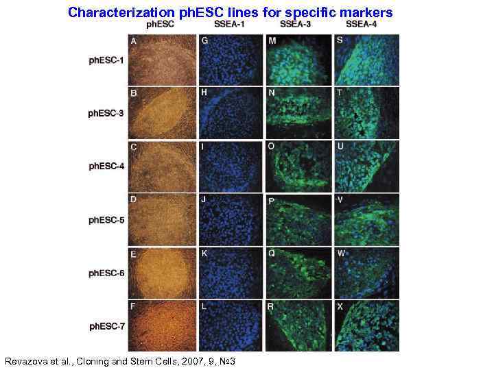 Characterization ph. ESC lines for specific markers Revazova et al. , Cloning and Stem