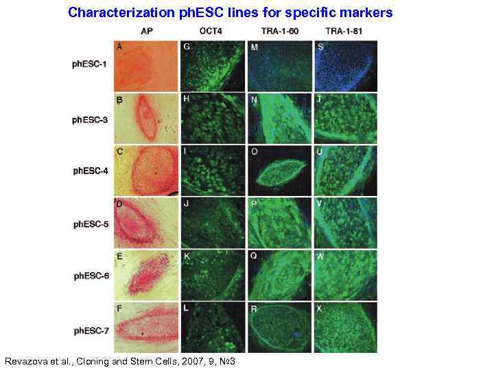 Characterization ph. ESC lines for specific markers Revazova et al. , Cloning and Stem