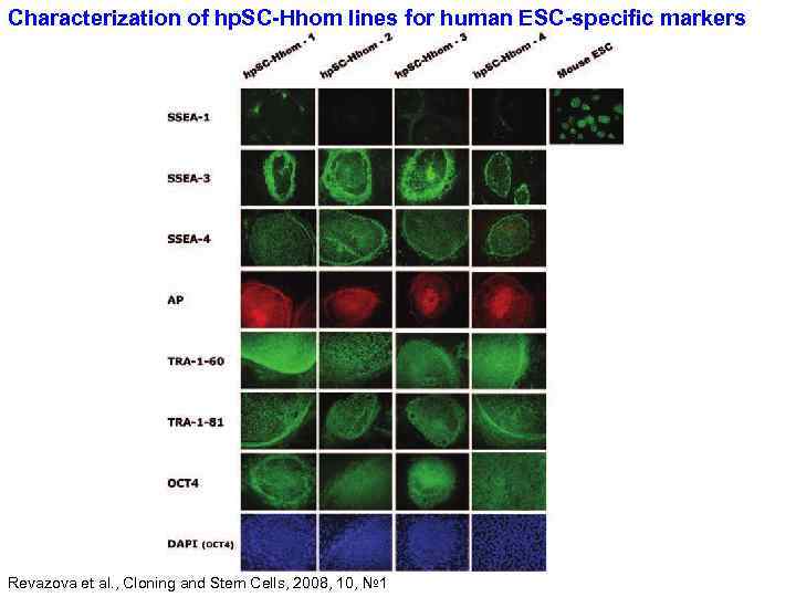 Characterization of hp. SC-Hhom lines for human ESC-specific markers Revazova et al. , Cloning