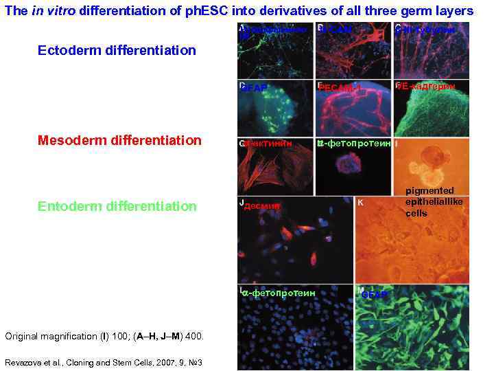 The in vitro differentiation of ph. ESC into derivatives of all three germ layers