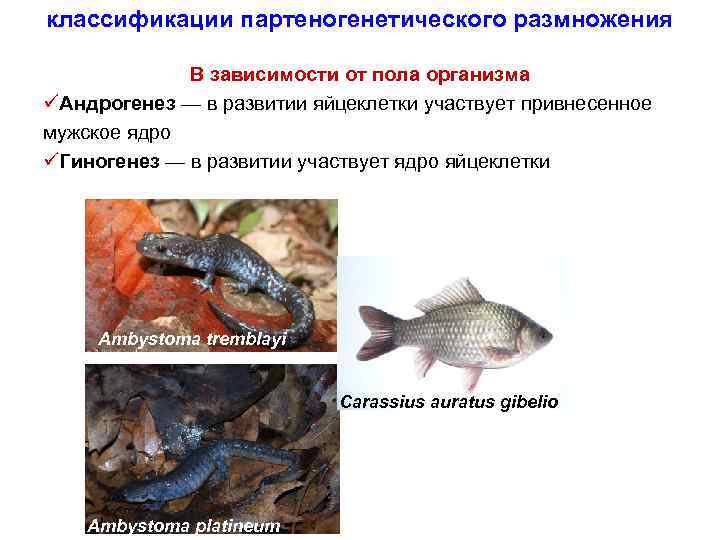 классификации партеногенетического размножения В зависимости от пола организма üАндрогенез — в развитии яйцеклетки участвует