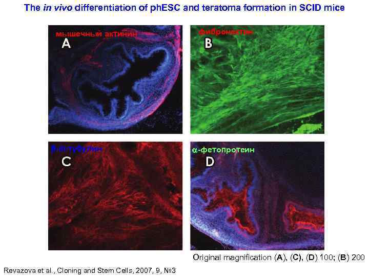The in vivo differentiation of ph. ESC and teratoma formation in SCID mice мышечный