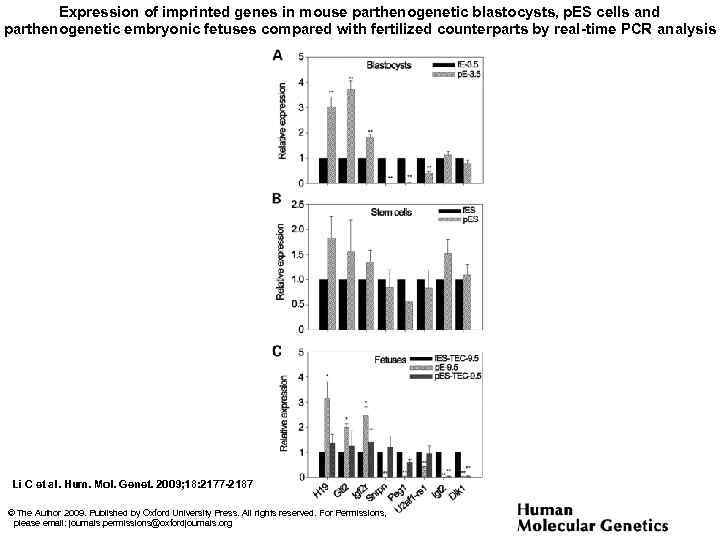 Expression of imprinted genes in mouse parthenogenetic blastocysts, p. ES cells and parthenogenetic embryonic
