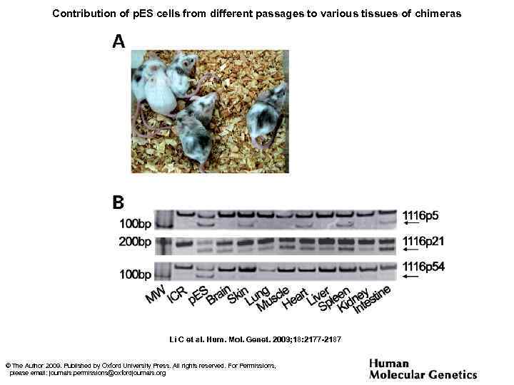 Contribution of p. ES cells from different passages to various tissues of chimeras Li