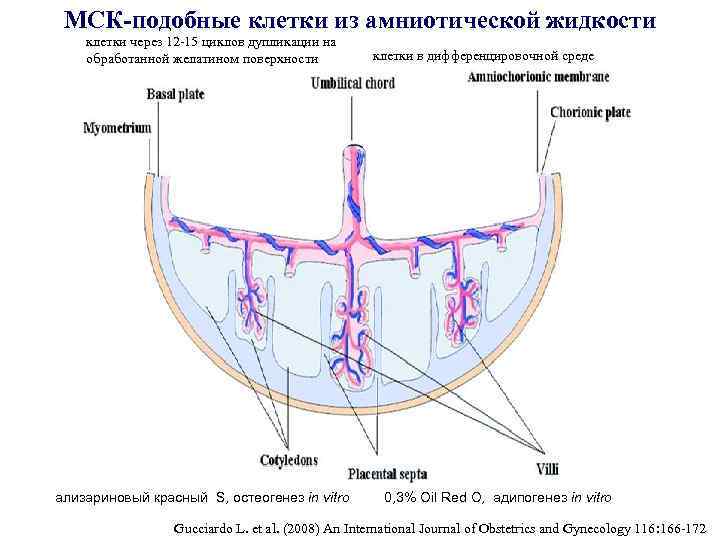 МСК-подобные клетки из амниотической жидкости клетки через 12 -15 циклов дупликации на обработанной желатином