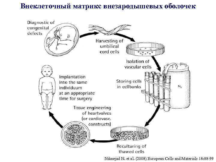 Внеклеточный матрикс