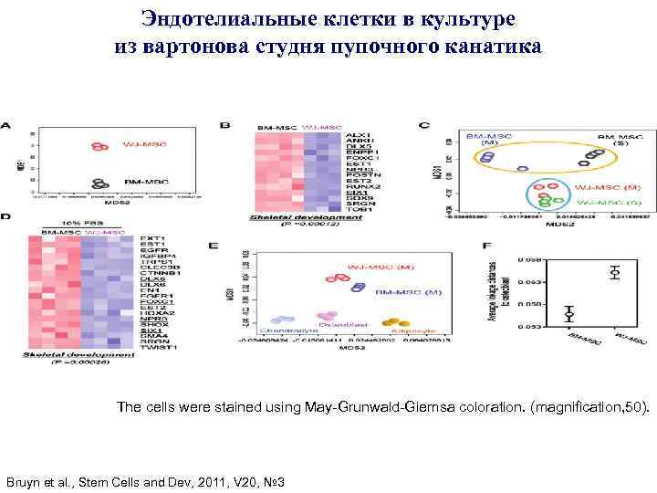 Эндотелиальные клетки в культуре из вартонова студня пупочного канатика The cells were stained using