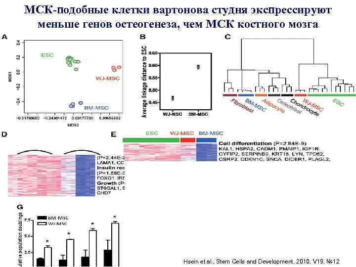 МСК-подобные клетки вартонова студня экспрессируют меньше генов остеогенеза, чем МСК костного мозга Hsein et