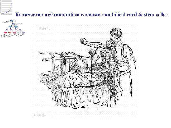 Количество публикаций со словами «umbilical cord & stem cells» 