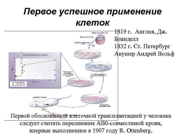 Первое успешное применение клеток 1819 г. Англия, Дж. Бланделл 1832 г. Ст. Петербург Акушер