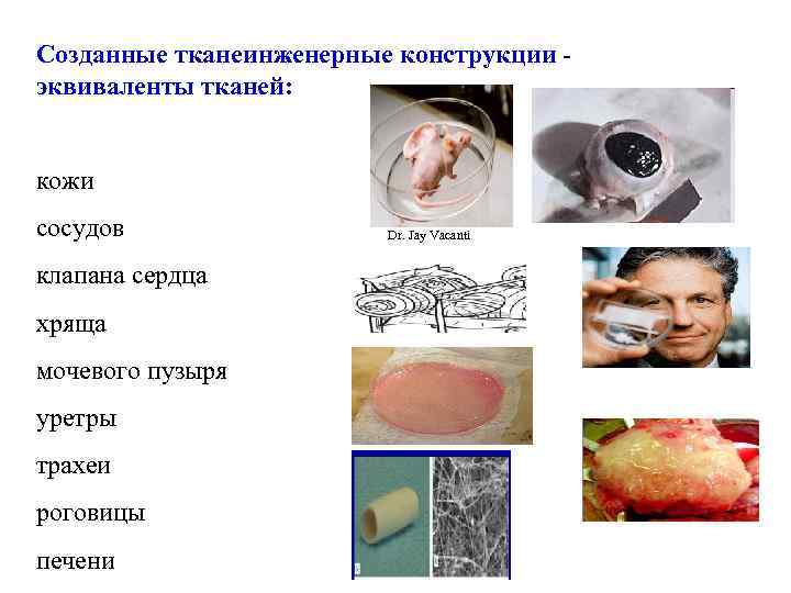 Созданные тканеинженерные конструкции - эквиваленты тканей: кожи сосудов клапана сердца хряща мочевого пузыря уретры